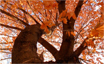 【MAC苹果电脑】完美适配的艾皇短信测压