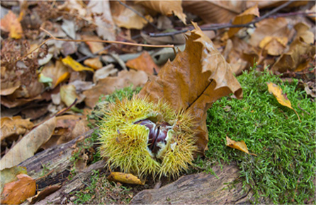 手机号短信轰在线轰炸免费软件